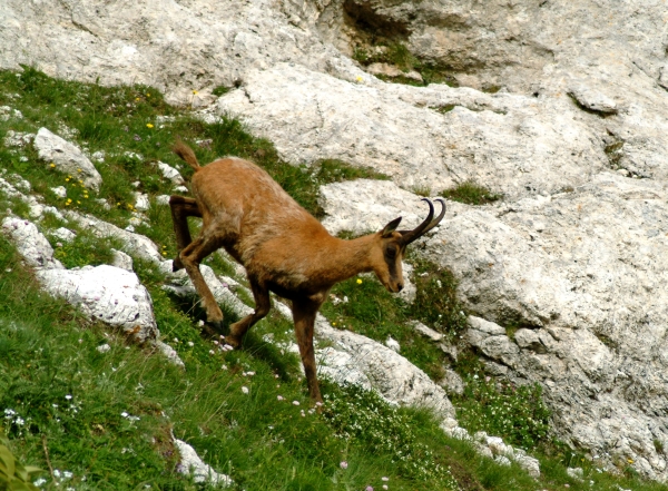 Camoscio d''Abruzzo Rupicapra pyrenaica ornata